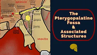 The Pterygopalatine Fossa