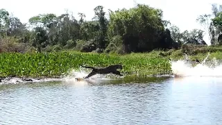 Jaguar Hunting Crocodiles