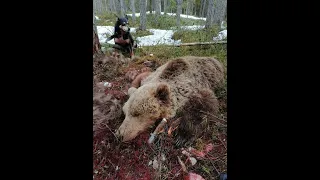 Охота на медведя с ВСЛ. Весна 2020г.Bear hunting. Karhun metsästys Karjalassa.