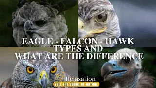 hawk, falcon and eagle what are the differences | Animal wildlife video