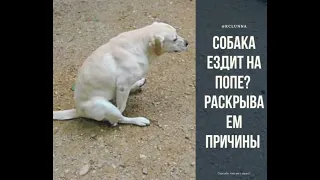 Почему собака ездит попой по полу?