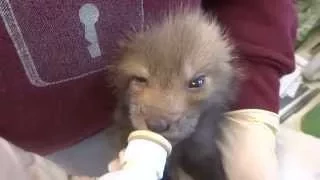 Feeding Red Fox Kits