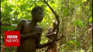 Congo: The pygmies of Boyanga - BBC News