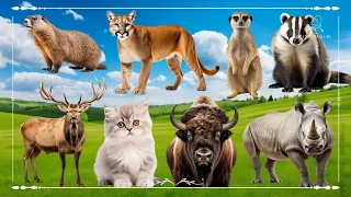 Funniest Animal Sounds In Nature: Meerkat, Badger, Elk, Cat, Bison & Rhinoceros - Animal Moments