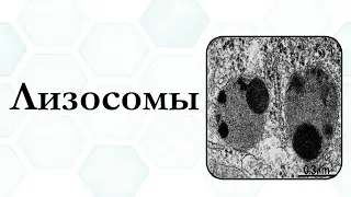 ЕГЭ-БИОЛОГИЯ.ОРГАНЕЛЛЫ КЛЕТКИ.ЛИЗОСОМЫ