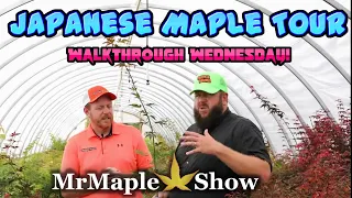 Interesting Japanese Maple Nursery Tour! | Walkthrough Wednesday at MrMaple.com