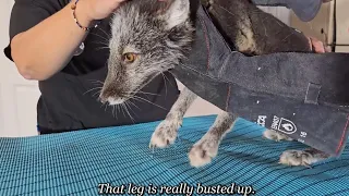 New rescue foxes get their first vet exam
