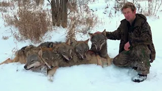 Волчий оклад. Охота на Русском Севере.