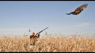 Охота на фазана 2020 Виталий (Shabo)