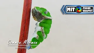 Papilio polytes (Common Mormon) Transformation: Caterpillar to Butterfly (MALE) - Timelapse