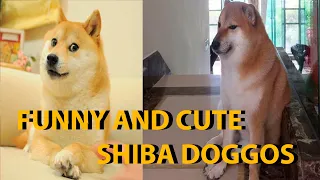 Cute and Funny SHIBA INU Compilation | The Borkers