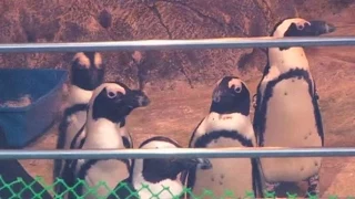 В красноярском зоопарке впервые в России вылупился очковый пингвин (новости)