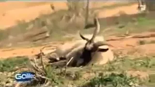 Порода коз,которые при испуге притворяются мёртвыми