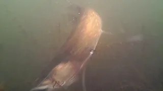 A pike on a Savage Gear Pulse Tail Roach.