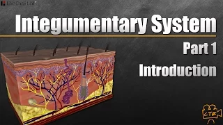 Integumentary System Pt 1 of 3