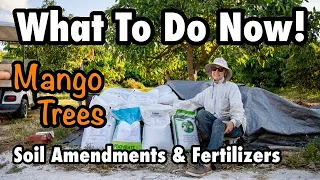 What To Do Now for Your Mango Trees! Soil Amendments & Fertilizers