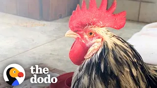 Rooster Learns To Walk Again And Comes Out Victorious! | The Dodo Faith = Restored