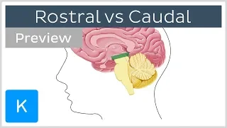 Rostral vs Caudal: Anatomical terms of direction (preview) - Human Anatomy | Kenhub