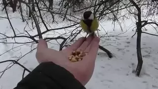 Лучше синица в руке...!!)) Great Tit (Parus major).