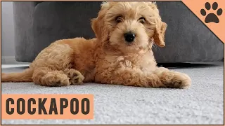 Cockapoo - Why Get A Cockapoo?