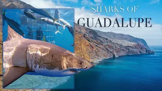 Diving with Great White Sharks - California and Guadalupe