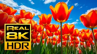 The Most Amazing Tulips in Stunning 8K HDR - Canadian Tulip festival