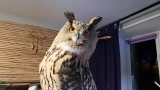 Spinning a chubby Hoothoot. Eagle owl on a merry-go-round