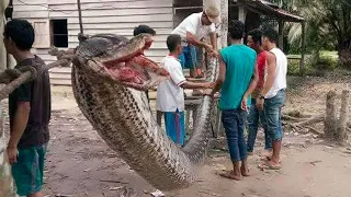 9 Serpientes Mas Grandes Del Mundo Atrapadas Hasta La Fecha 😨