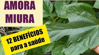 Conheça a planta utilizada para doenças (osteoporose, dores, inflamações, sintomas menopausa...)