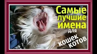 ИМЕНА ДЛЯ КОШЕК КОТОВ  Как назвать котенка Как назвать кошку Как назвать кота КЛИЧКИ ДЛЯ КОТОВ КОШЕК