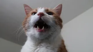 How My Cat Wakes Me Up
