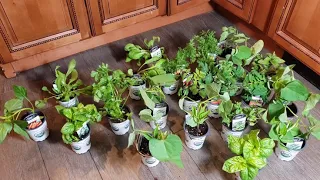 Mail Order Herbs & Vegetables - Organic Harvest LI Plants Unboxing 2020