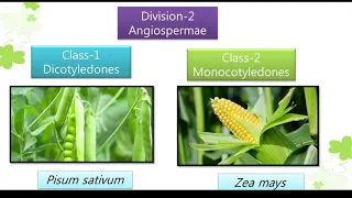 Botany|Taxonomy of Angiosperms| Bentham -Hooker's Classification| Engler- Prantl's Classification