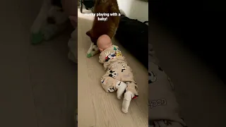 Husky playing with a baby! So gentle! Хаски играет с ребенком!