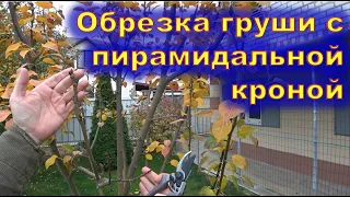 Обрезка груши с пирамидальной кроной