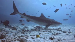 Diving Fuvahmulah, Maldives, February 2023
