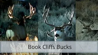 Monster Book Cliffs Bucks, Mule Deer Monday # 9