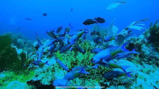 “Sound of Silence” - Chapman Stick Instrumental with beautiful underwater footage