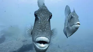 We were followed and attacked by Triggerfish