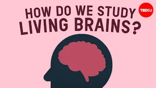 How do we safely study living brains? - John Borghi and Elizabeth Waters