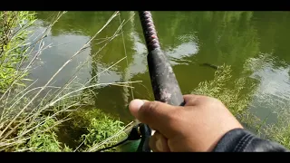 Carp fishing SanGabriel River Georgetown