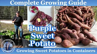 How to Grow Sweet Potatoes in Containers | Complete Growing Guide