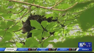 Gatlinburg Police remind public to be mindful after recent bear sightings
