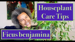 Ficus benjamina 'Weeping Fig' - Houseplant Care Tips