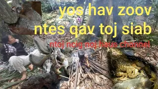 Yos hav zoov ntes qav ntos toj siab 2020 .  Huntting and go to life in the big forest( laos )