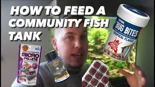 How to feed a community fish tank