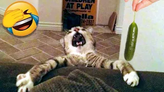 funny cat 🤣😂🤣#funny #cat #viral #video