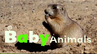 Desert Babies | Baby Animals in the Wild | Season 1 Episode 6