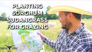 Sorghum Sudangrass Experiment: Planting To Beat The Summer Slump And Extending The Grazing Period