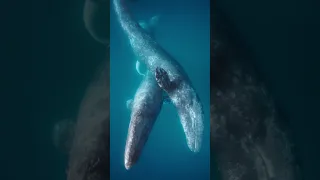 Two gray whales engage in a captivating mating ritual. 🐋💙